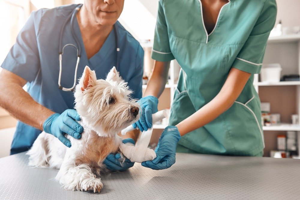 As 7 melhores clinicas Veterinárias da Região Oceânica